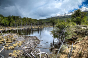 Beaver Dam at Tierra del Fuego National Park, Argentina