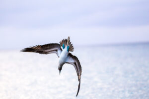 Blue Footed Boobie Diving, Galápagos Islands, Ecuador