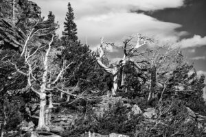 Bristlecone Pine Trees, Rocky Mountain National Park, Colorado