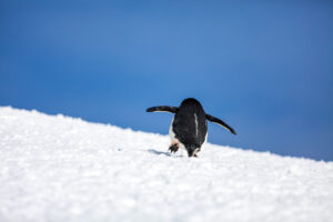 Chinstrap Penguin Walking Uphill, viewed from below