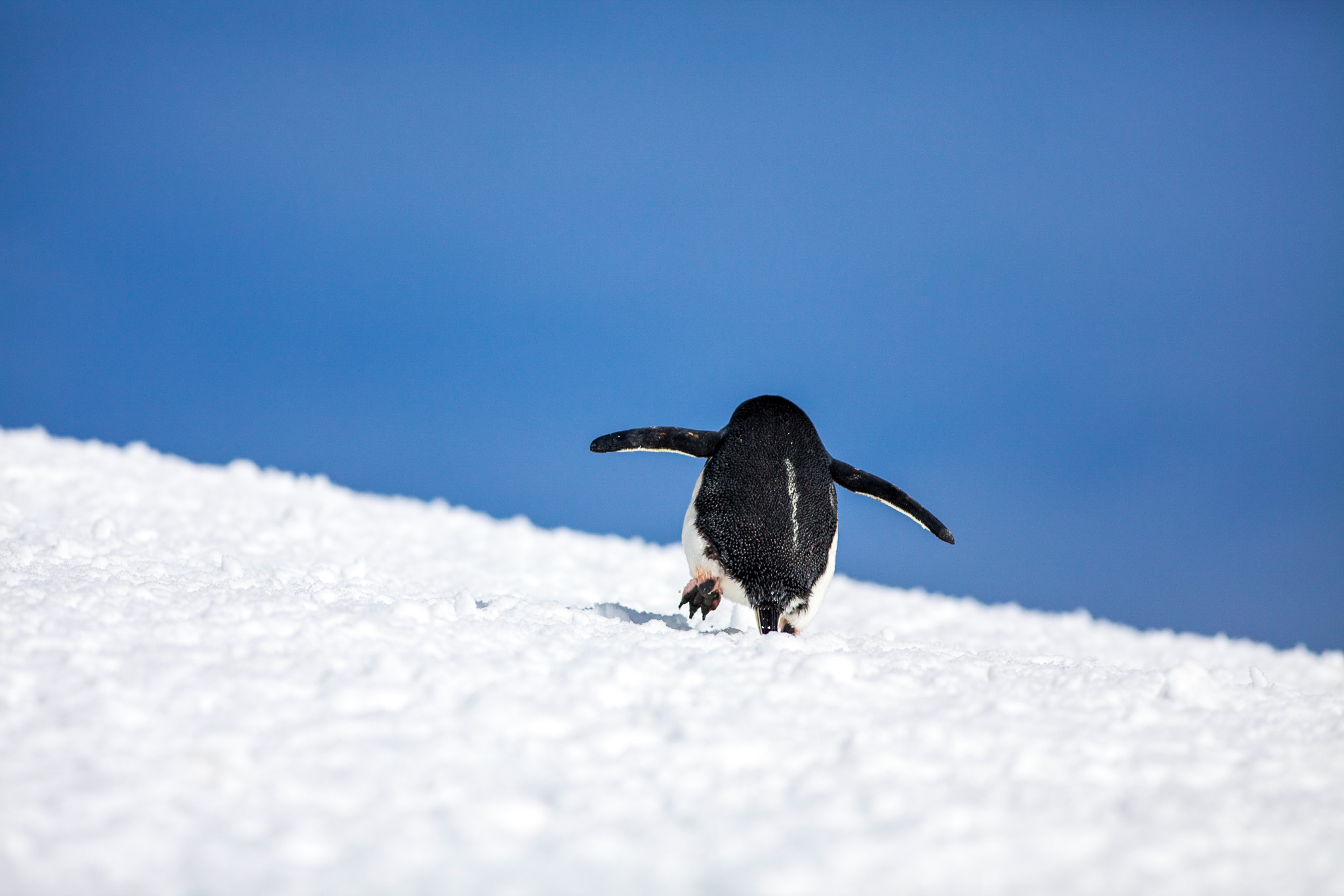 Chinstrap Penguin Walking Uphill, viewed from below