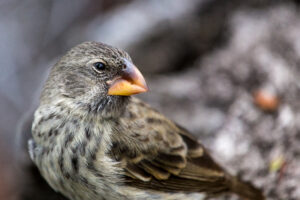 Darwin Finch, Galápagos, Ecuador