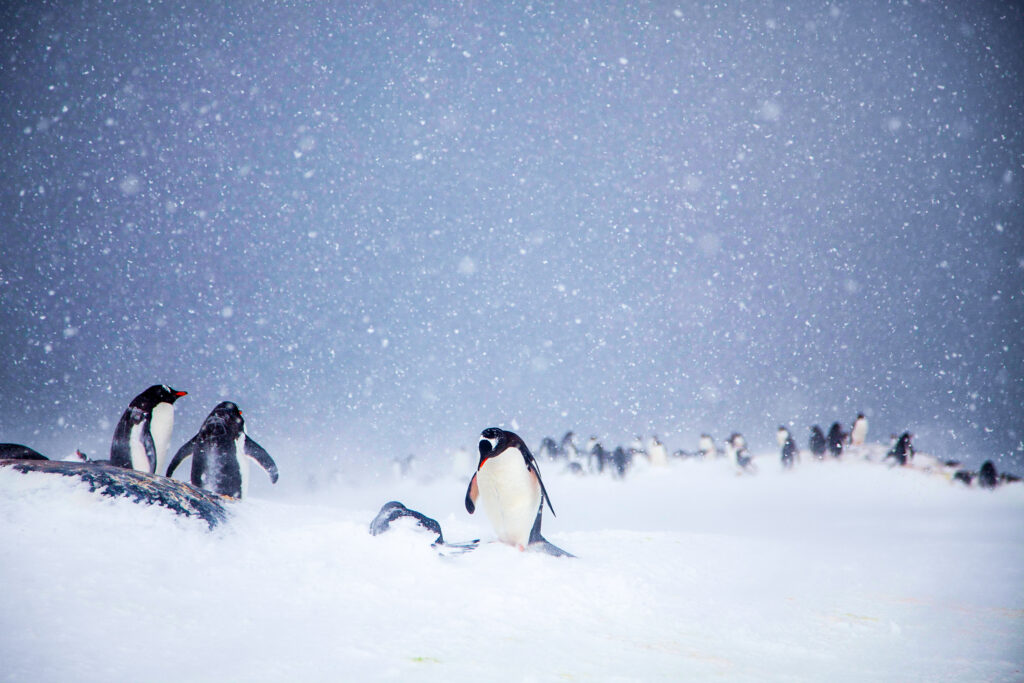 Gentoo Penguins in Snow, Antarctica