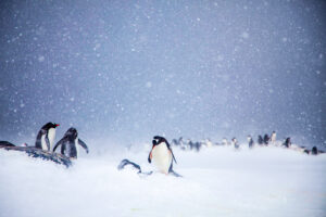 Gentoo Penguins in Snow, Antarctica