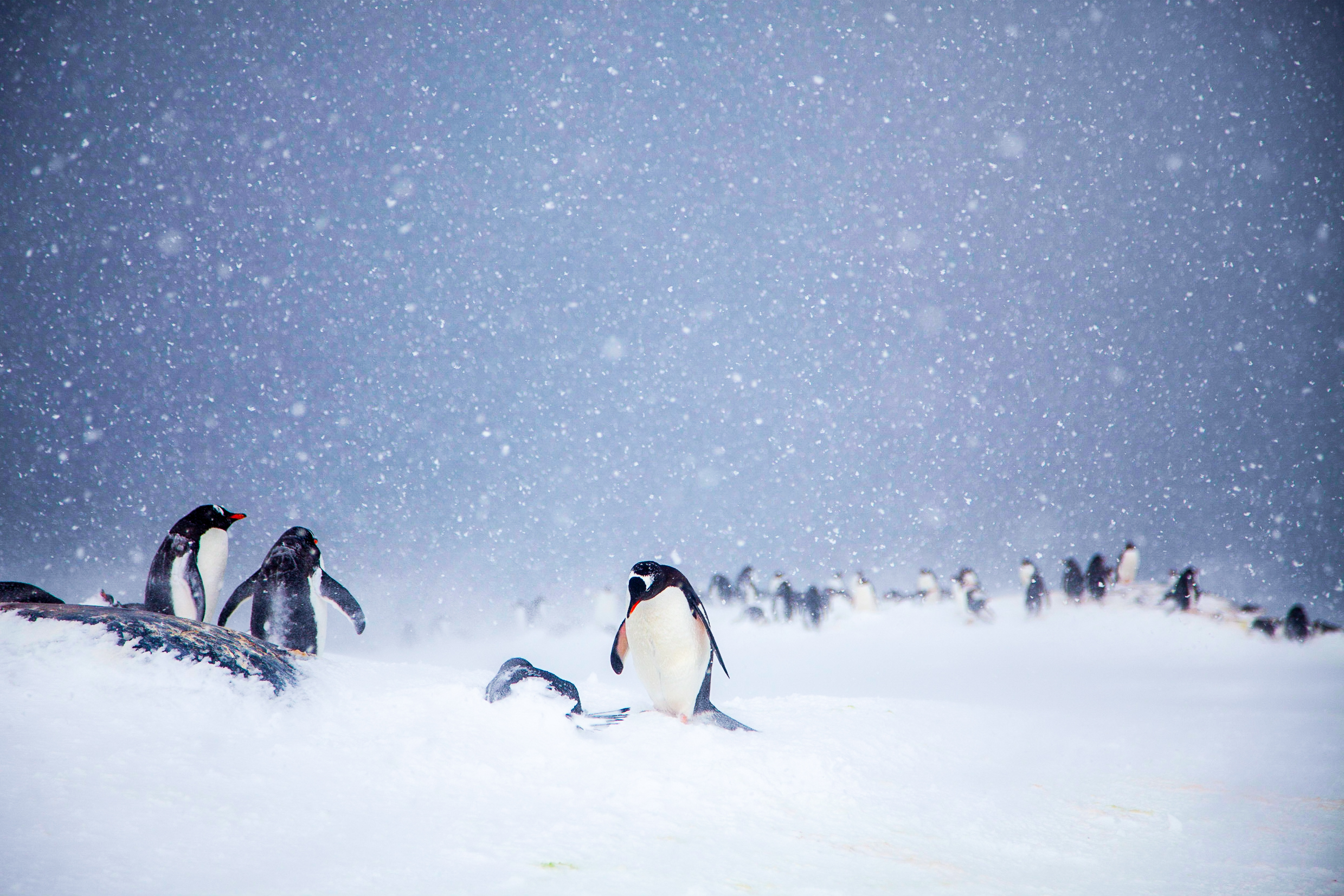 Gentoo Penguins in Snow, Antarctica