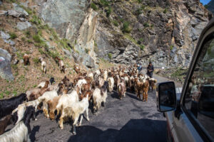 Goats on the Road to Abbottabad, Pakistan