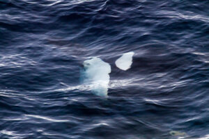 Orca just below the water, off the coast of Antarctica