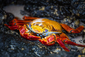 Sally Lightfoot Crab, Galápagos Islands, Ecuador