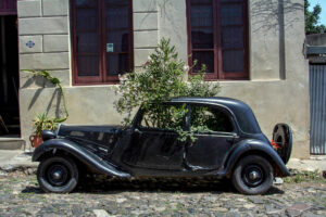 Tree Growing out of a car, Colonia del Sacramento, Uruguay