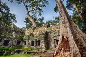 Trees growing from the temple at Ta Prohm, Angkor Wat, Cambodia
