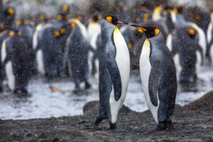 Two king penguins facing one another in the snow, South Georgia Island