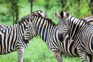 Zebras at Kruger National Park, South Africa