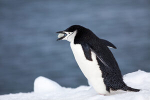 Chinstrap Penguin Carrying a Rock, Antarctica