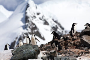 Chinstrap Penguin Colony, Antarctica