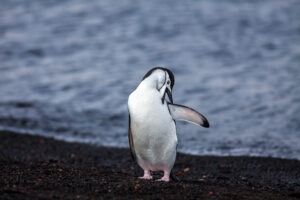 Chinstrap Penguin, Preening, Half Moon Island, Antarctica