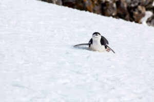 Chinstrap Penguin Sliding in Snow, Antarctica