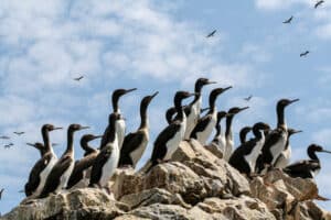 Cormorants on a Rock, Islas Ballestas, Peru