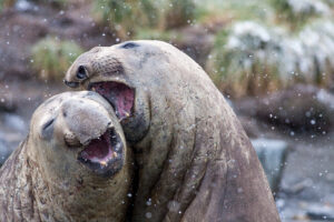 Elephant Seals, South Georgia Island