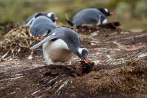 Gentoo Penguin Building a Nest, South Georgia Island