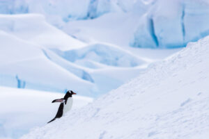 Gentoo Penguin Walking Uphill, Antarctica