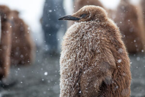 Juvenile King Penguin in Snow, South Georgia Island