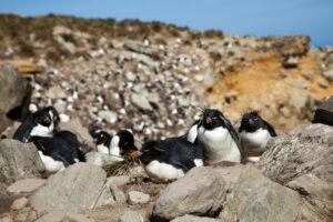 Macaroni Penguins, New Island, Falkland Islands